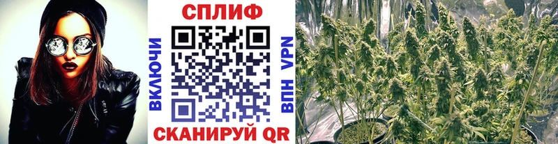 Бошки марихуана семена  Купить где  Касимов 